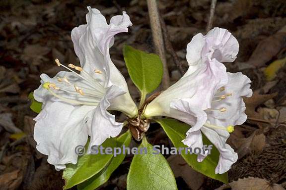 rhododendron dendricola subsect maddenia 1 graphic